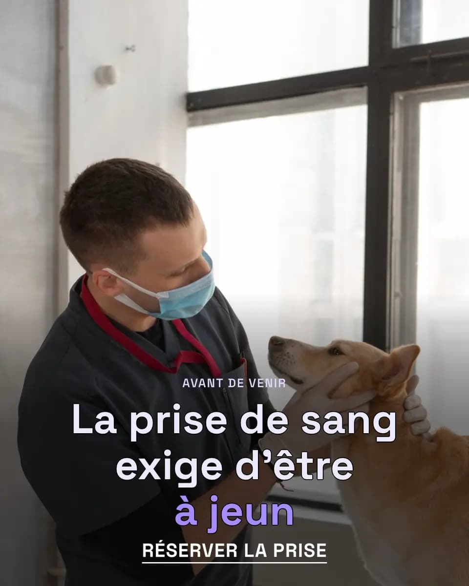 La prise de sang exige d’être à jeun, Clinique Animale