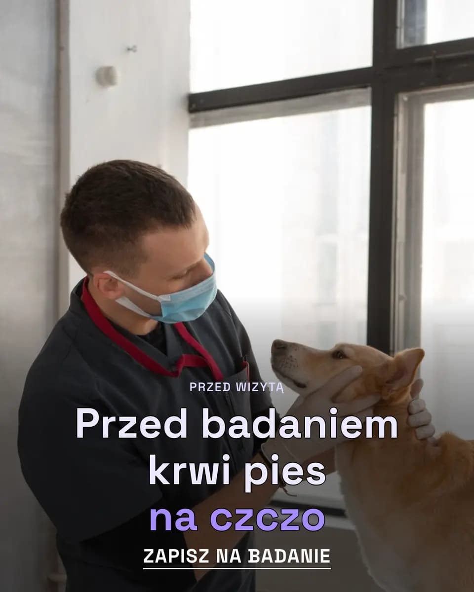 Przed badaniem krwi pies na czczo, Przychodnia dla Zwierząt