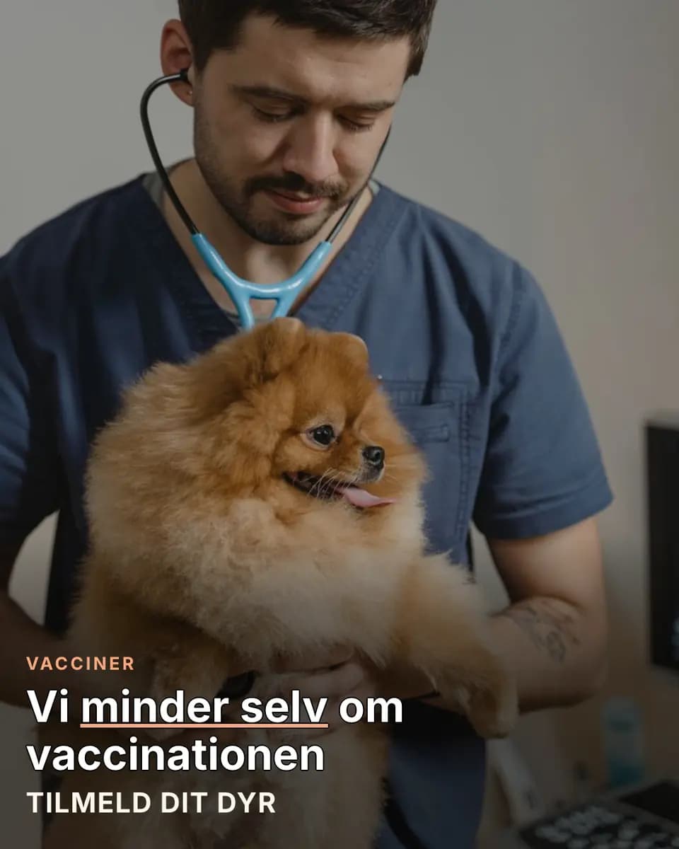 Vi minder selv om vaccinationen, Dyrlægeklinik