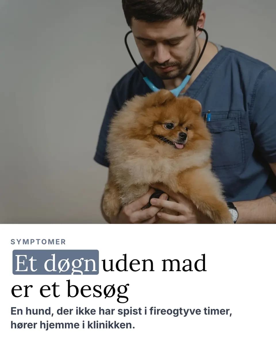 Et døgn uden mad er et besøg, Dyrlægeklinik