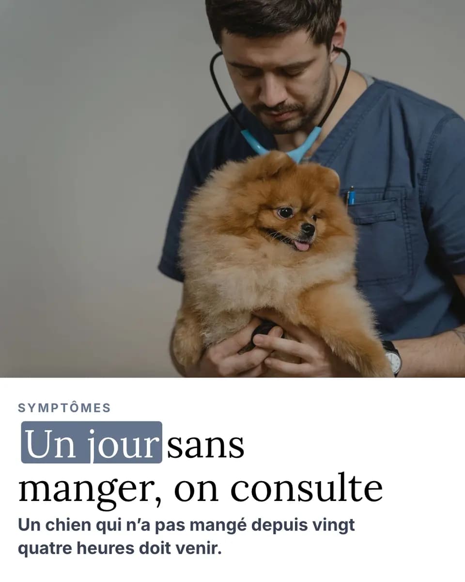 Un jour sans manger, on consulte, Cabinet Vétérinaire