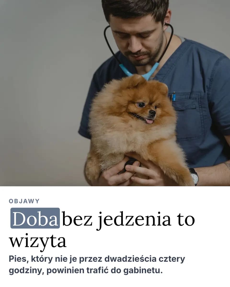 Doba bez jedzenia to wizyta, Gabinet Weterynaryjny