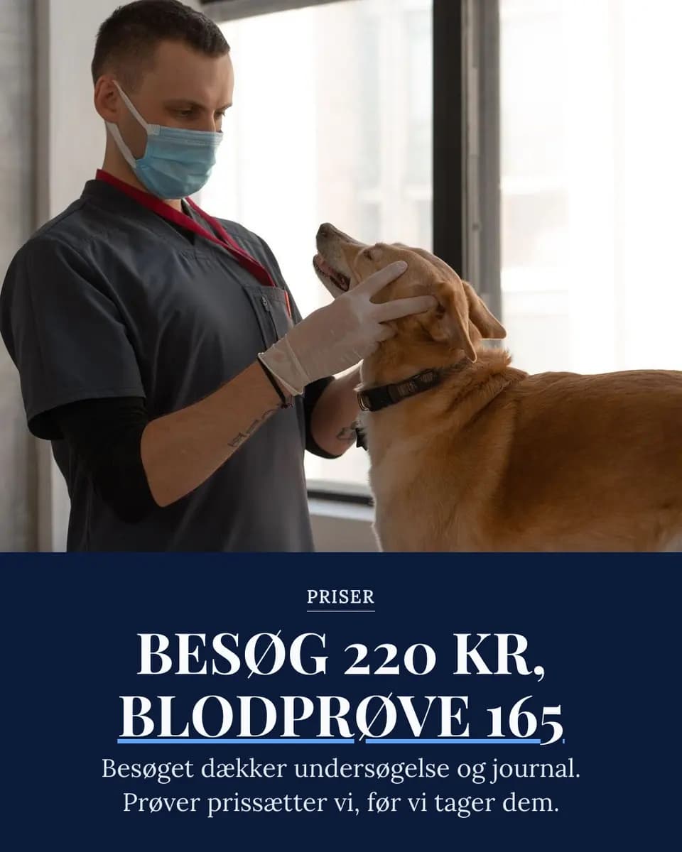 BESØG 220 KR, BLODPRØVE 165, Dyreklinik