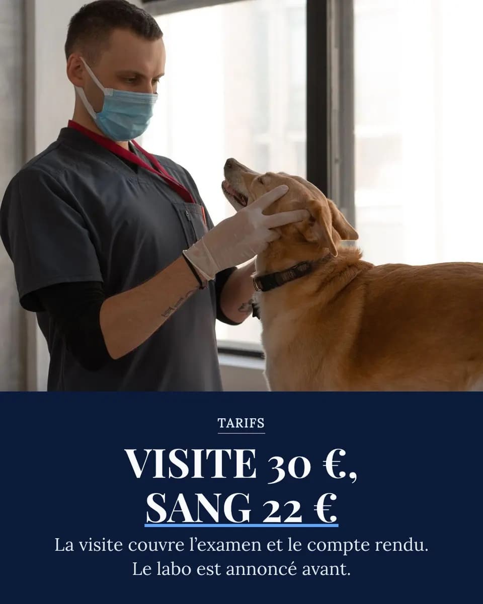 VISITE 30 €, SANG 22 €, Clinique Animale