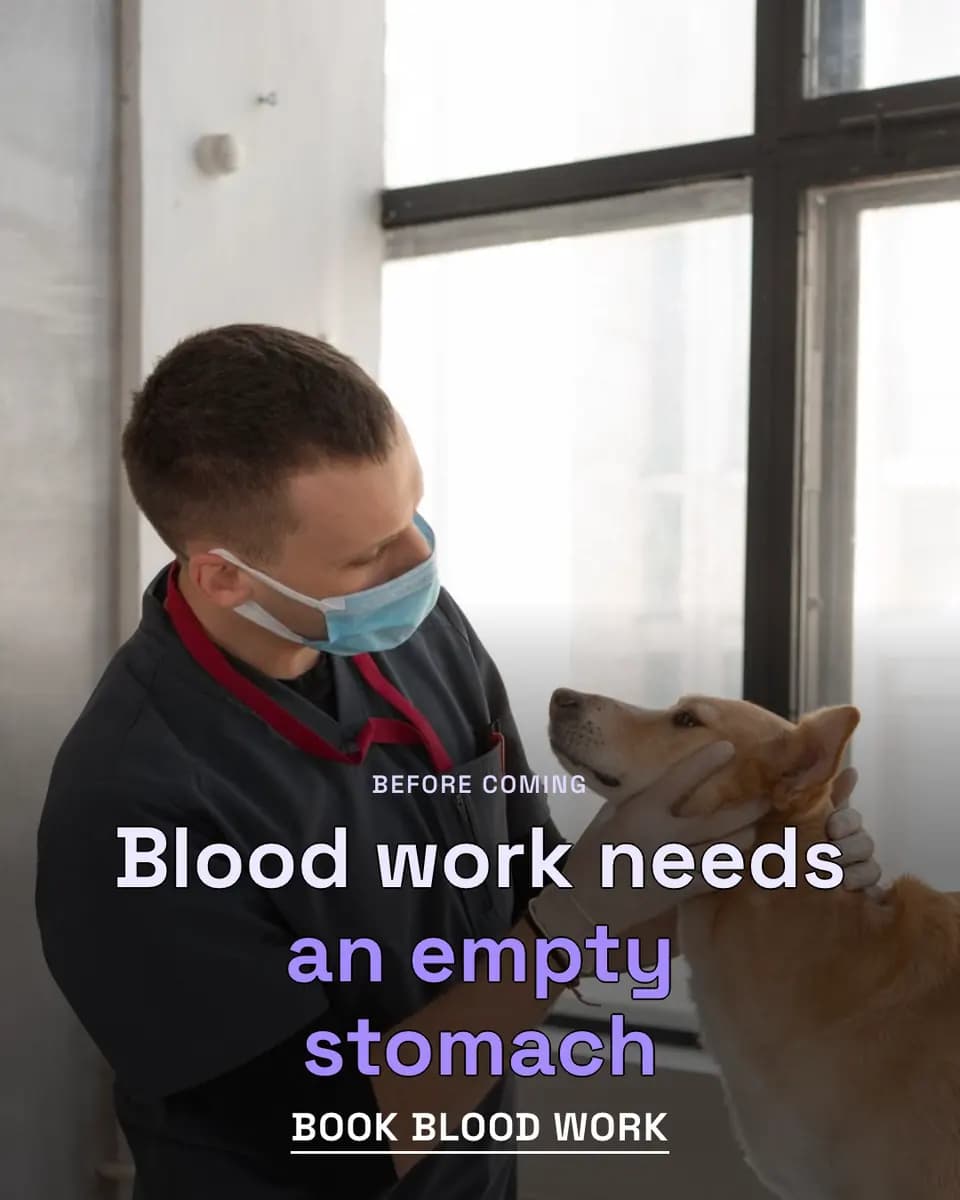 Blood work needs an empty stomach, Animal Practice