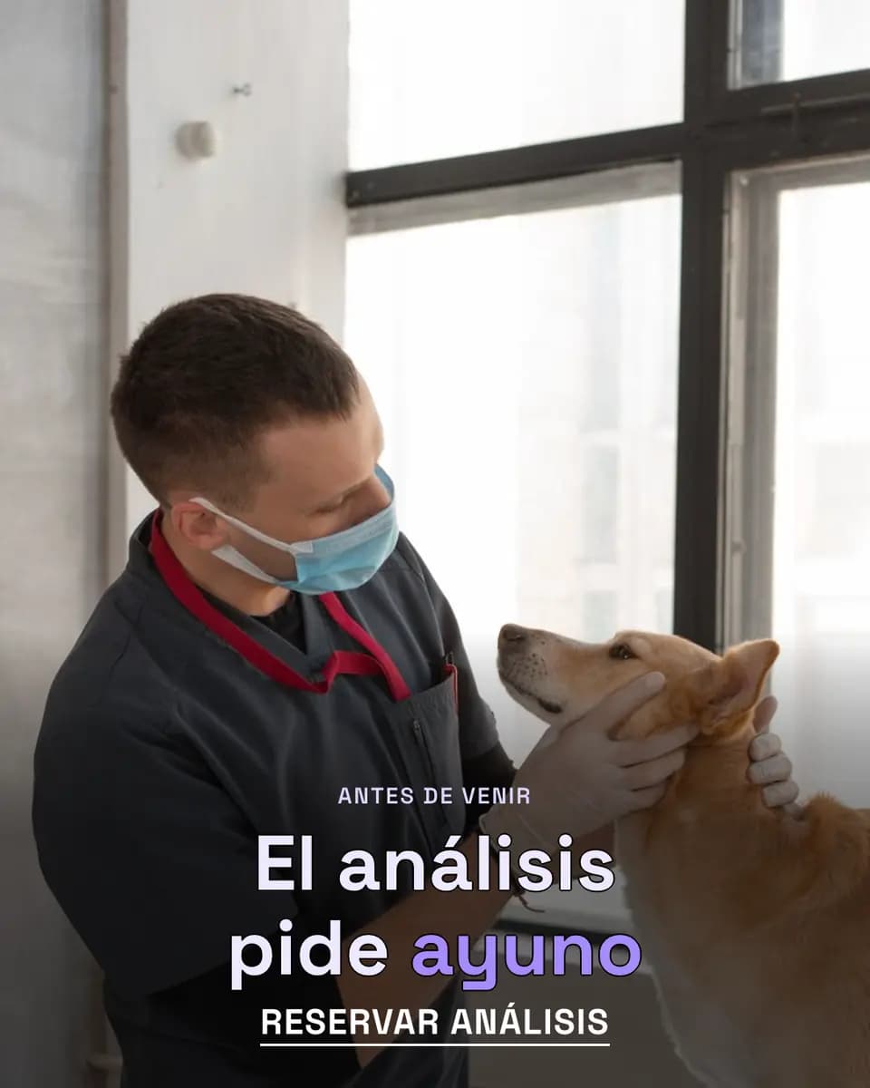 El análisis pide ayuno, Centro Veterinario