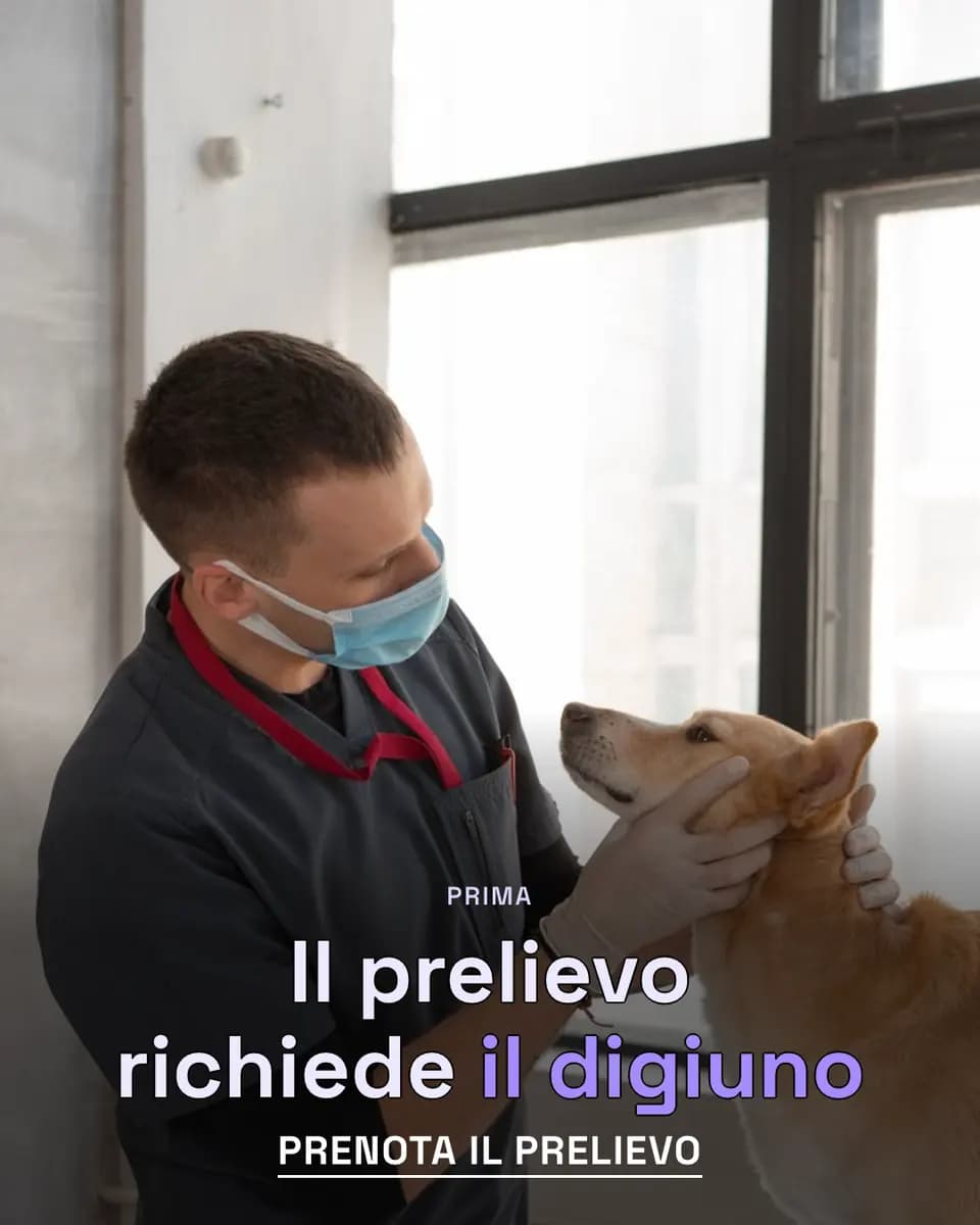 Il prelievo richiede il digiuno, Clinica Animali