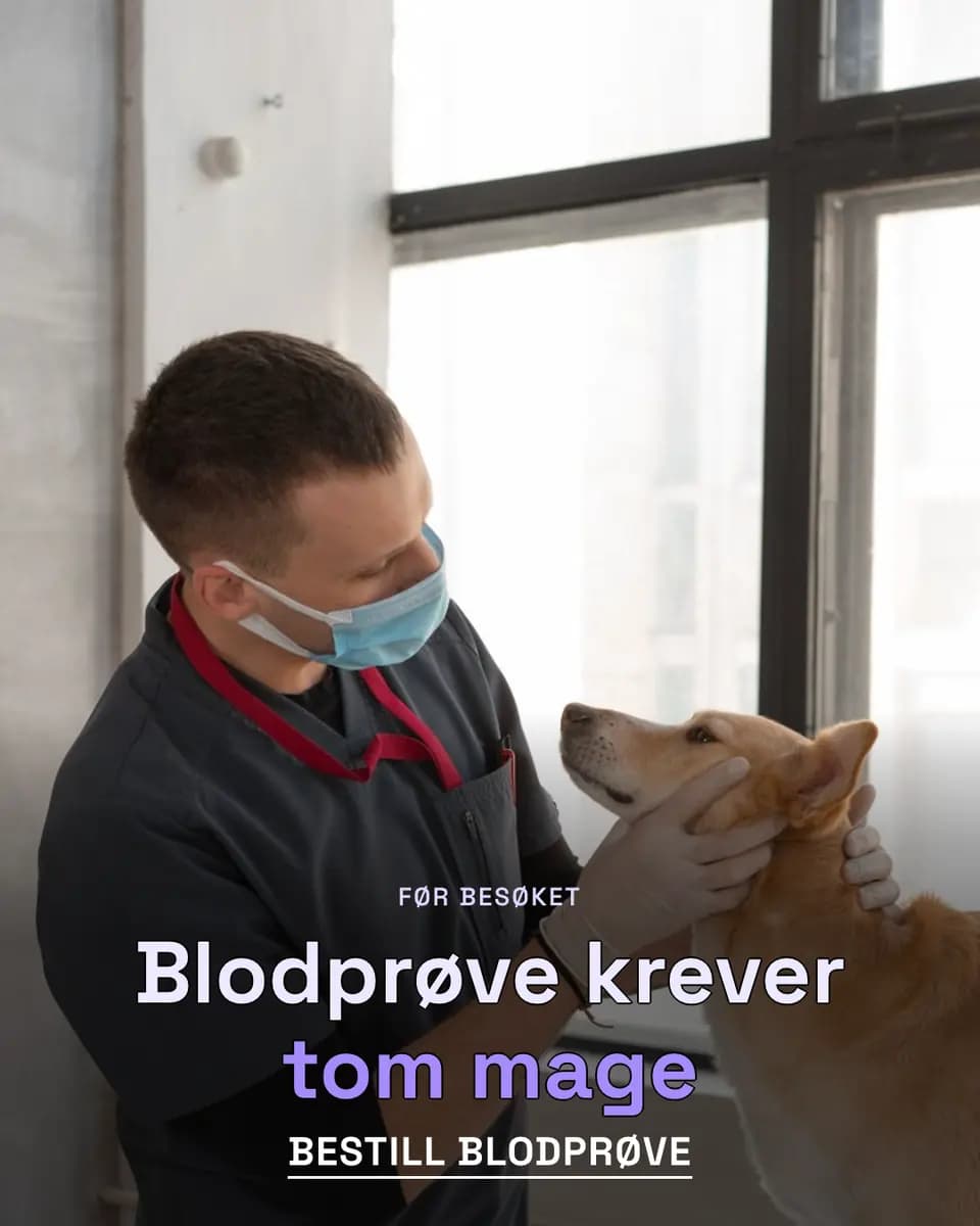 Blodprøve krever tom mage, Dyrlegekontor