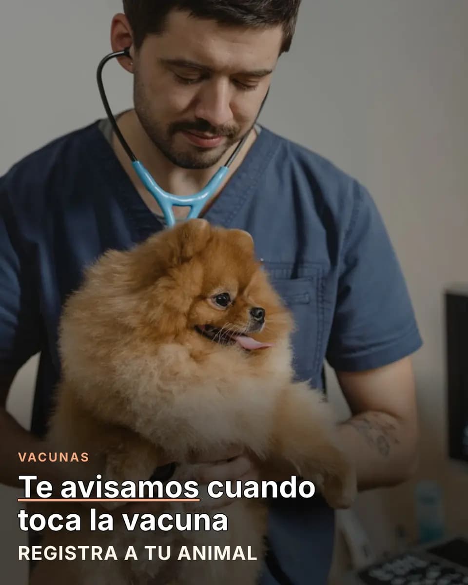 Te avisamos cuando toca la vacuna, Clínica Veterinaria