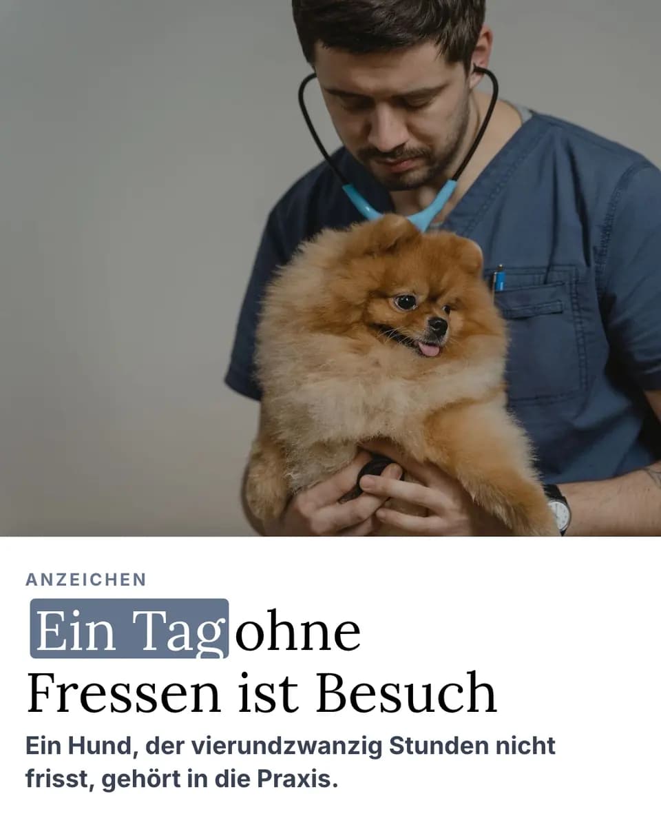 Ein Tag ohne Fressen ist Besuch, Tierarztpraxis