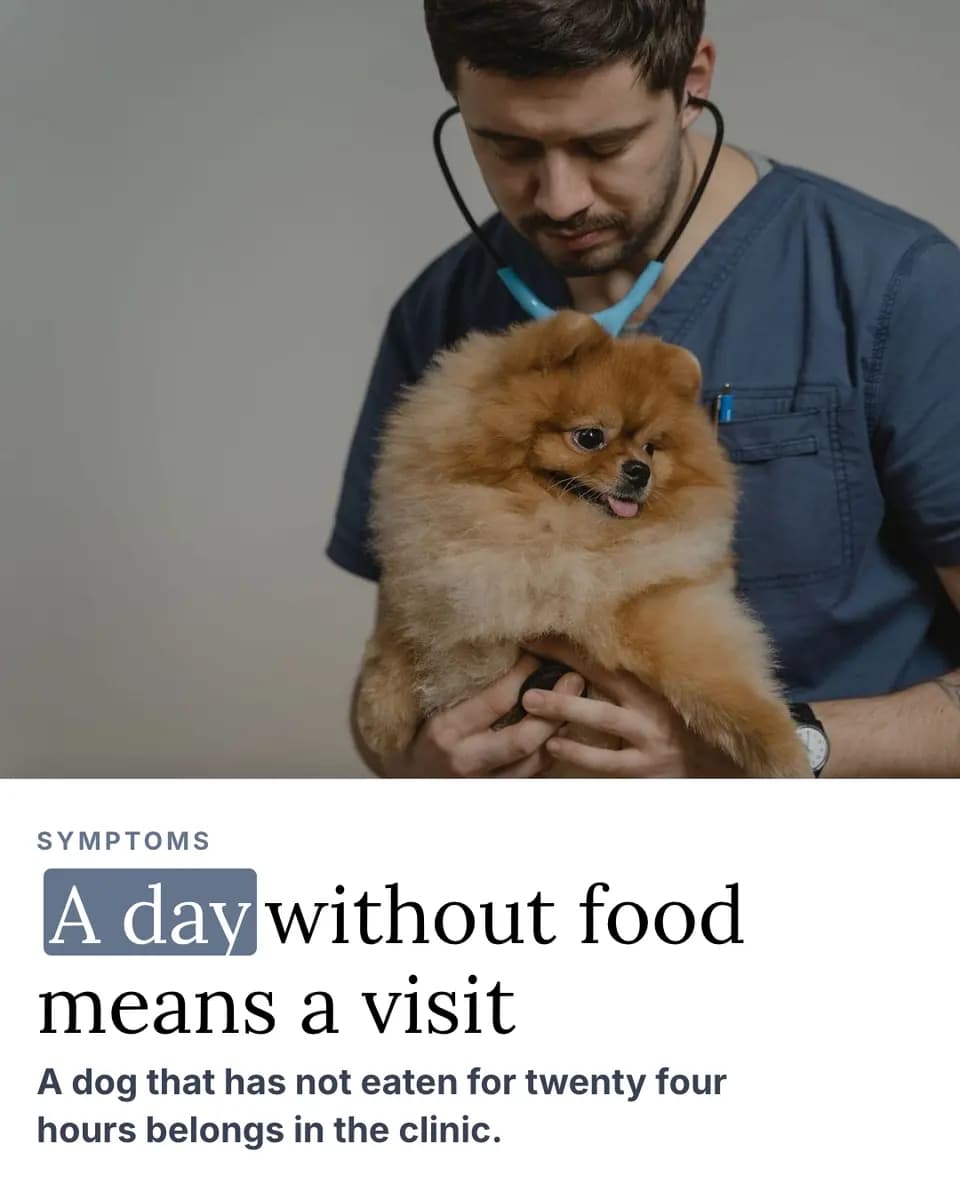 A day without food means a visit, Vet Clinic