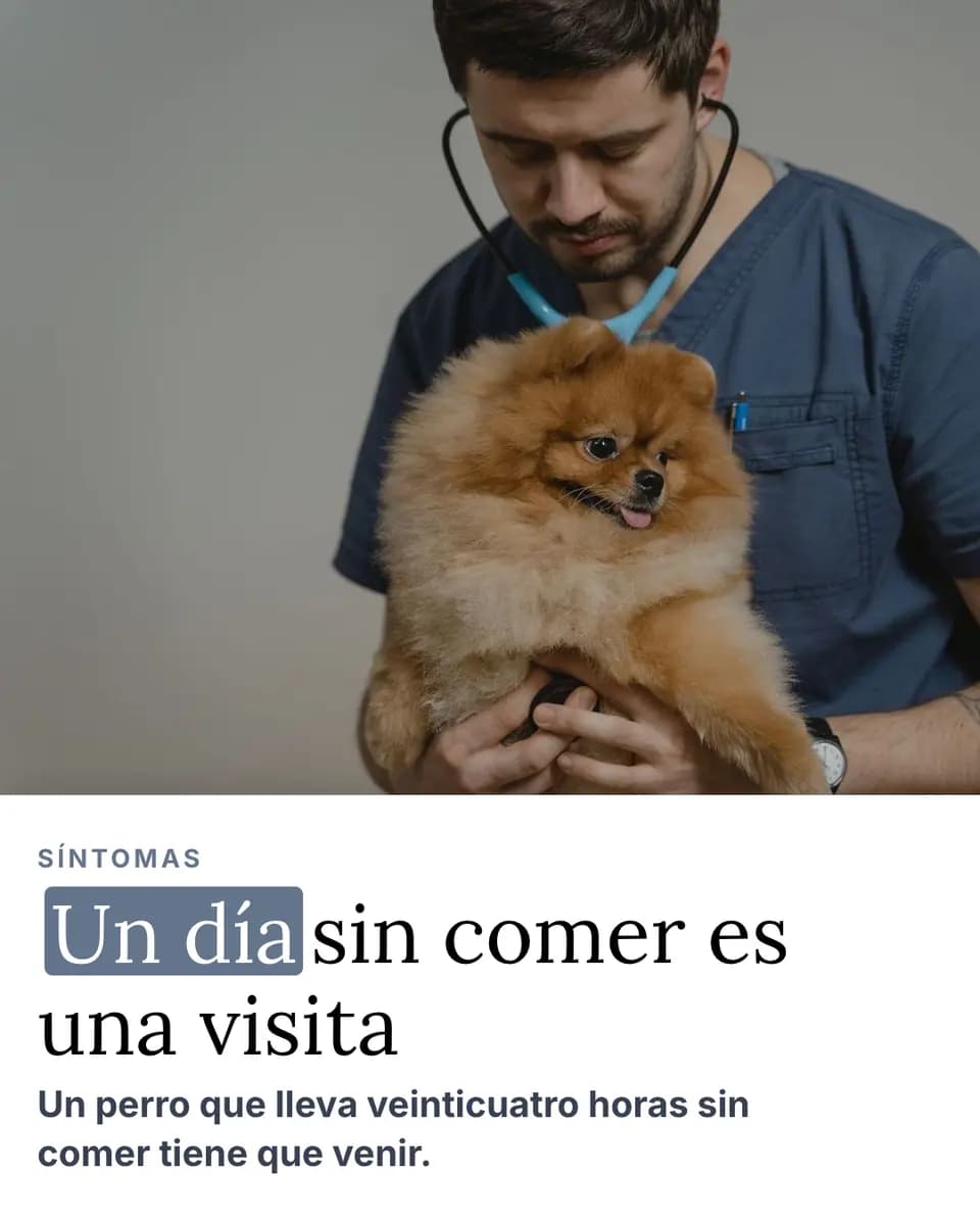 Un día sin comer es una visita, Clínica Veterinaria