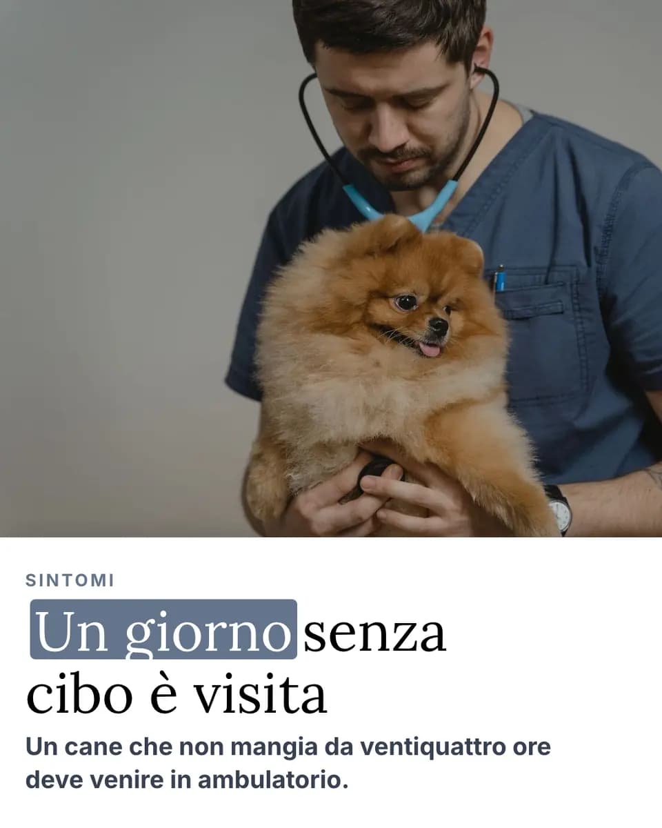 Un giorno senza cibo è visita, Studio Veterinario