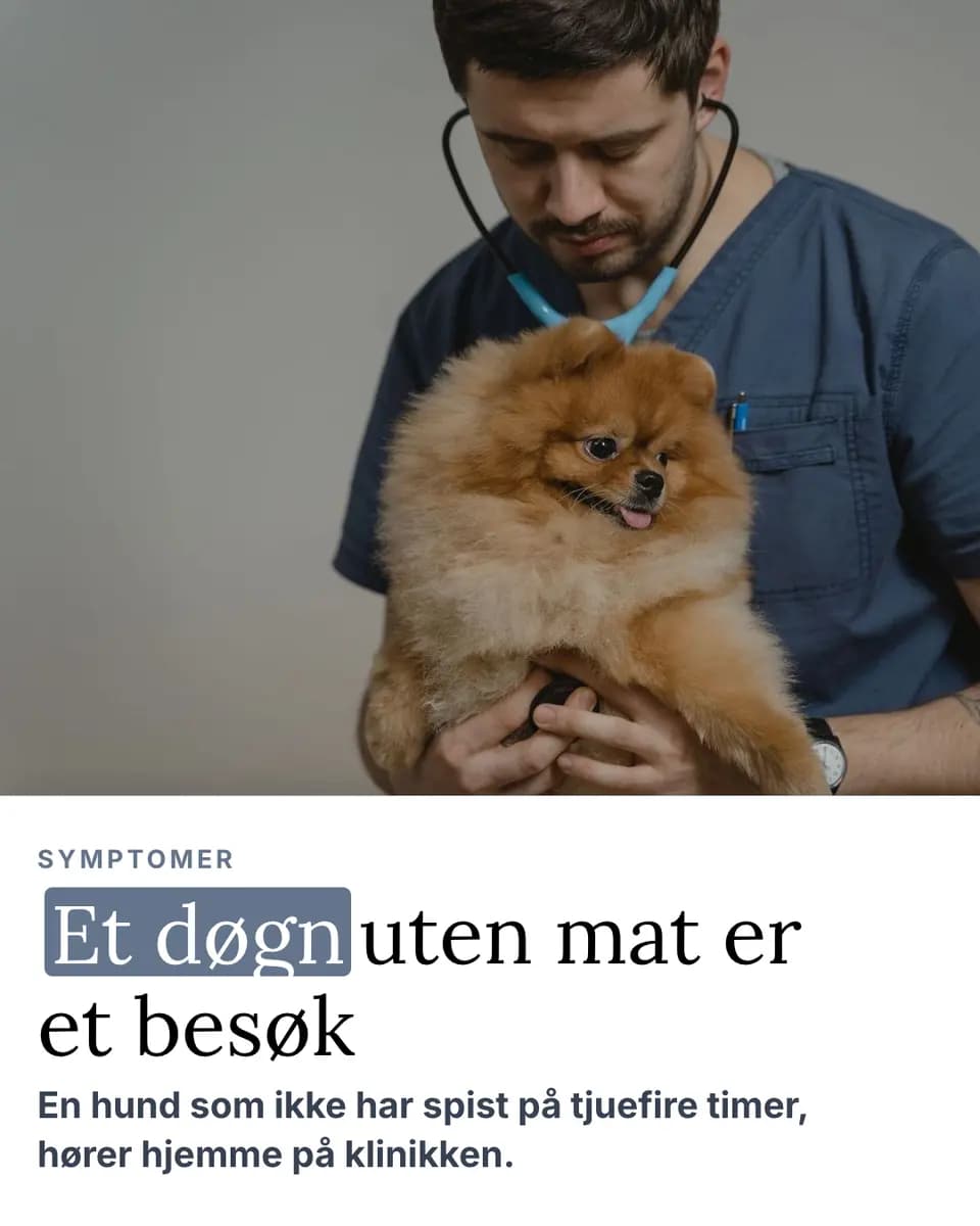 Et døgn uten mat er et besøk, Dyreklinikk
