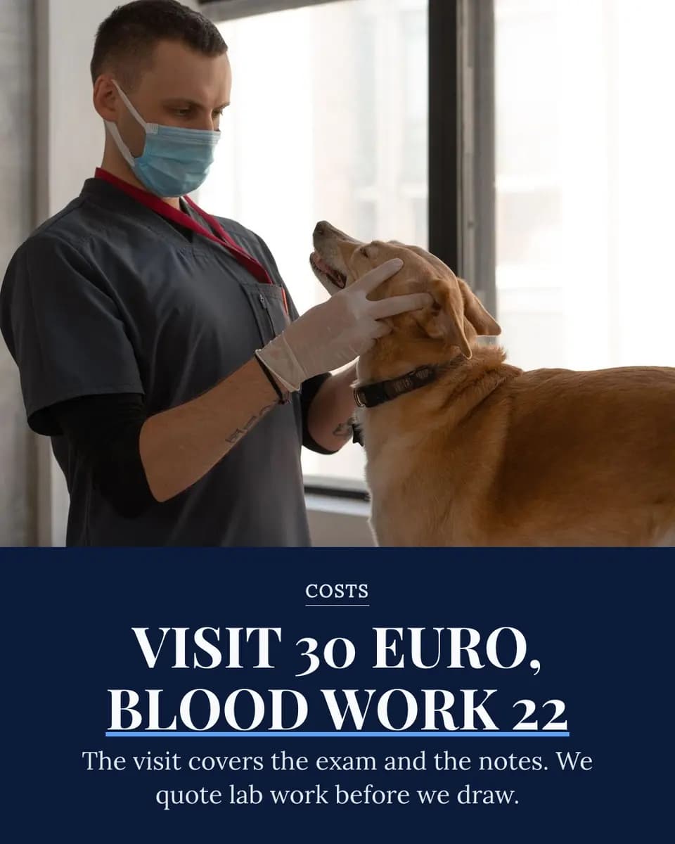VISIT 30 EURO, BLOOD WORK 22, Animal Practice