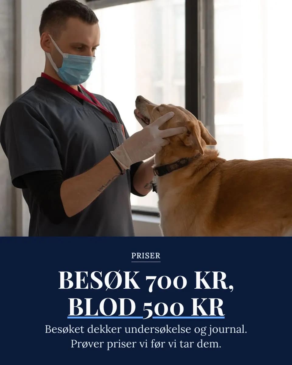 BESØK 700 KR, BLOD 500 KR, Dyrlegekontor